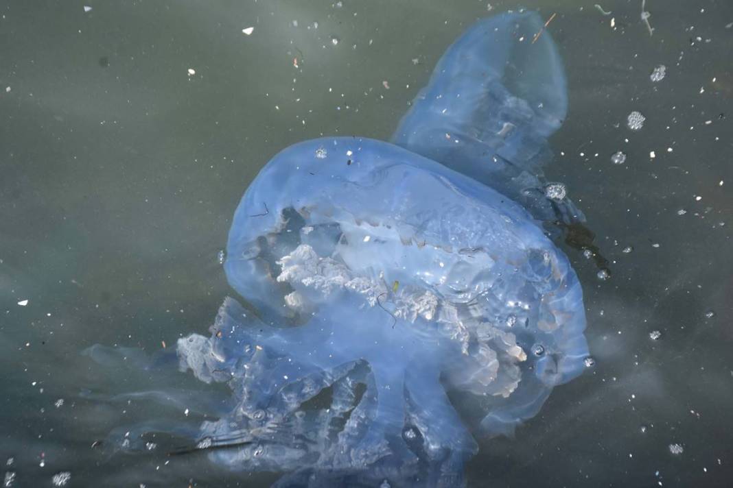 Yüzlercesi sahile vurdu, dokunan anında zehirleniyor! Mavi renklilere sakın yaklaşmayın, ölüm tehlikesi var 25